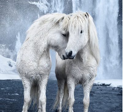 Untamed Spirits: Horses From Around The World