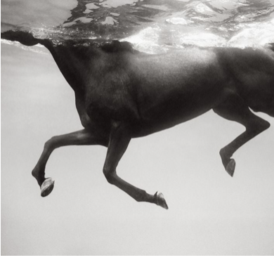 Untamed Spirits: Horses From Around The World