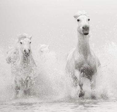 Untamed Spirits: Horses From Around The World