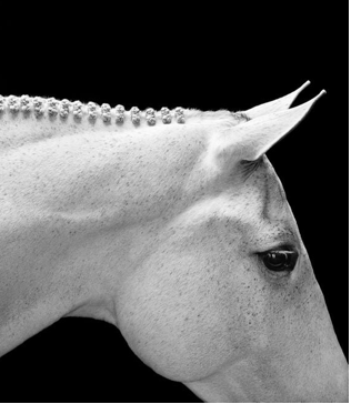 Untamed Spirits: Horses From Around The World