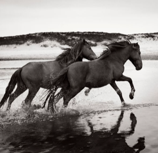 Untamed Spirits: Horses From Around The World